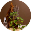 Earthy Musk