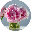 Peony