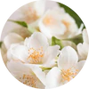 Jasmine