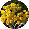 Helicrysum (Immortelle)