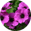 Geranium