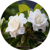 Gardenia