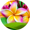 Frangipani
