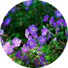 Geranium