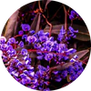 Violet Leaves
