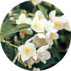 Camomile