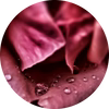 Hint of Rose