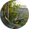 Earthy Woods