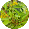 Elemi