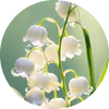 Lily of the Valley