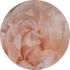 Soft Rose