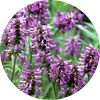 Patchouli