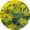 Galbanum