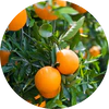 Petitgrain