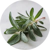Sage