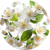 Jasmine