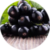 Black Currant