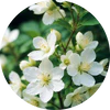 Jasmine