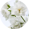 White Flowers