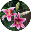 Lily