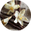 Vanilla