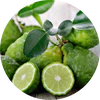 Bergamot
