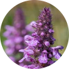 Clary Sage